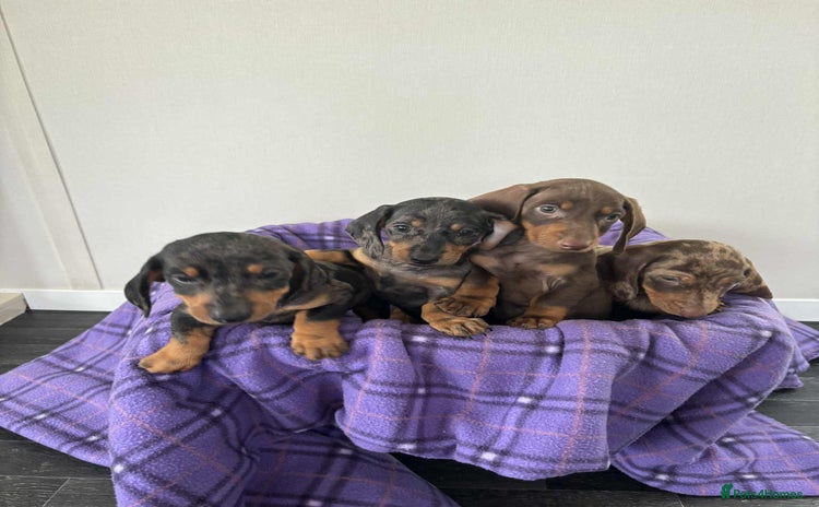 Dachshund dogs - Advert 12