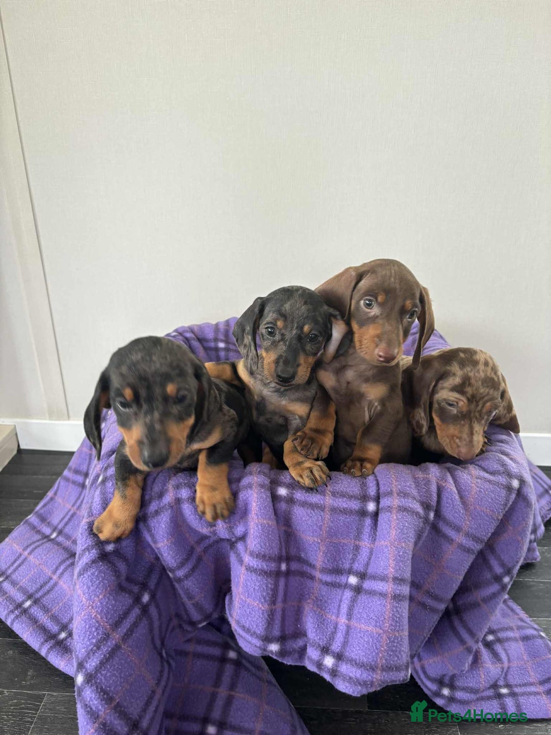 Dachshund dogs for sale: Dachshund puppy’s  - Image 1