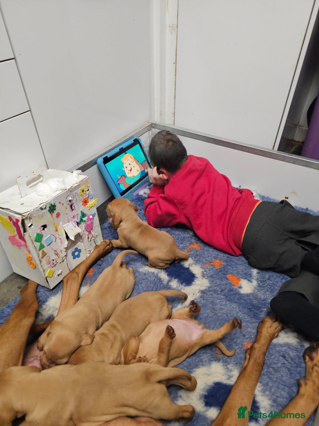 Hungarian Vizsla dogs for sale: Kc registered  - Advert 9