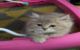 British Longhair cats for sale: British long hair kittens for sale  - Image 10