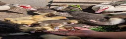 Ducks poultry for sale: Muscovy ducklings - Advert 2