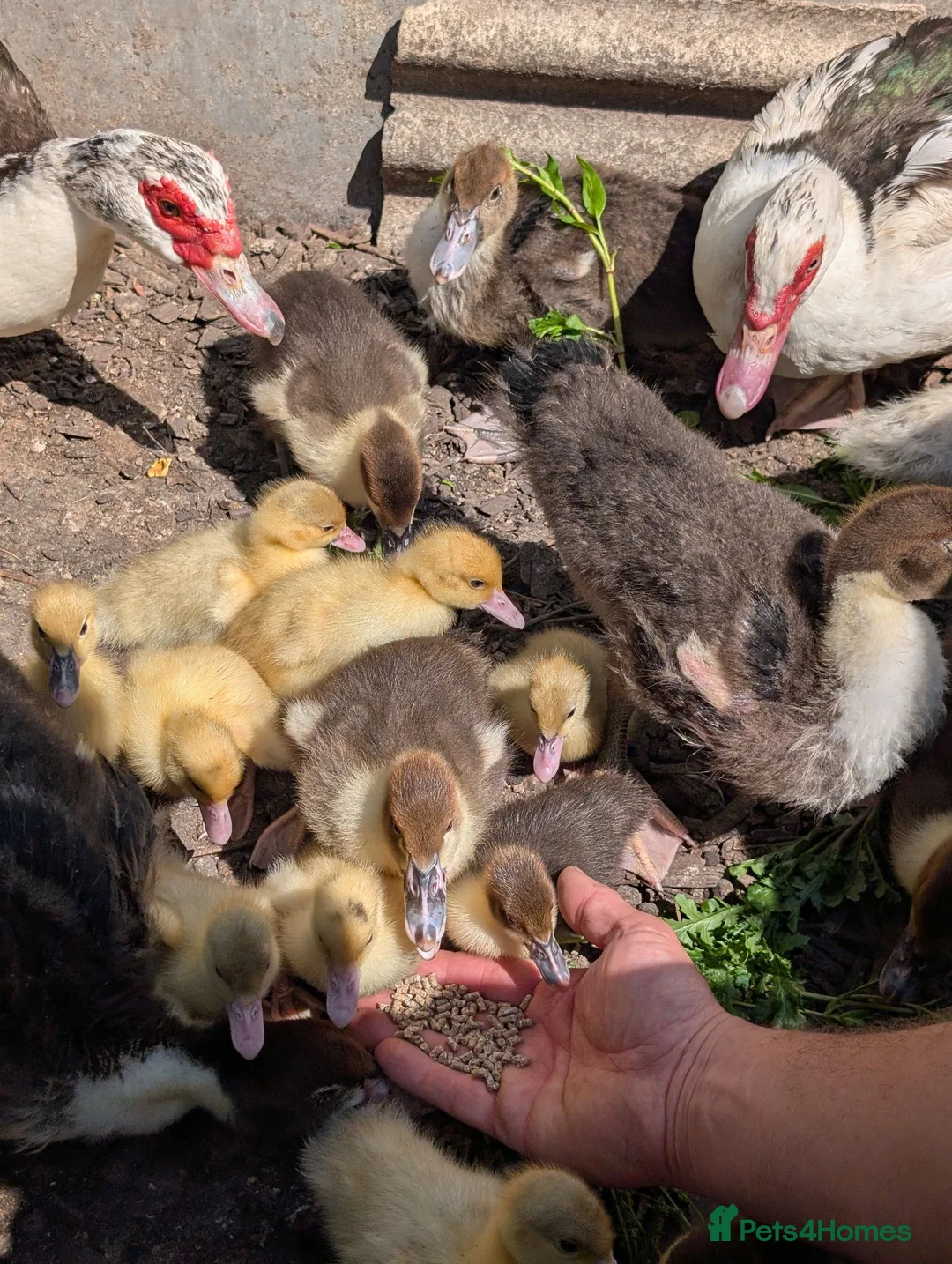 Ducks poultry for sale: Muscovy ducklings - Advert 2