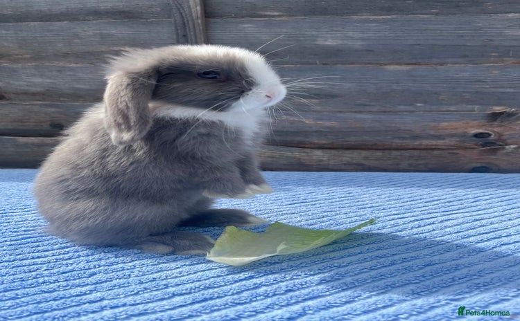 Mini Lop rabbits for sale - Advert 2