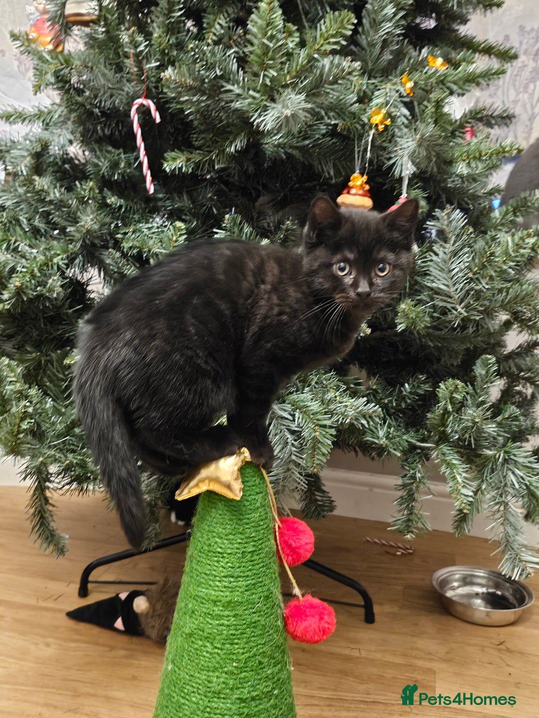 British Shorthair cats for sale: British shorthair cross DSH - Advert 2