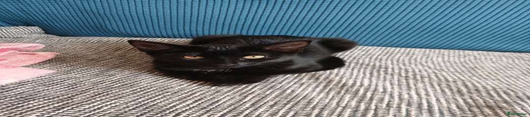 Mixed Breed Kitten 1