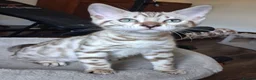 Bengal cats for sale: Stunning snow/silver Bengal kittens - Advert 3