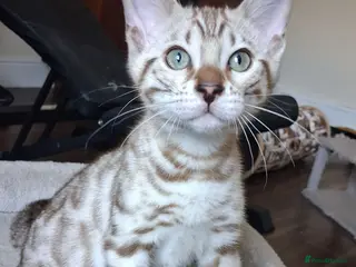 Bengal cats Stunning snow/silver Bengal kittens - Advert 1