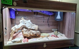 Python Snake reptiles for sale: Albino Enchi Royal Python (aka Ball Python) - Image 1
