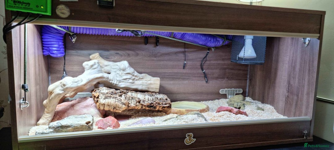 Python Snake reptiles for sale: Albino Enchi Royal Python (aka Ball Python) - Image 1