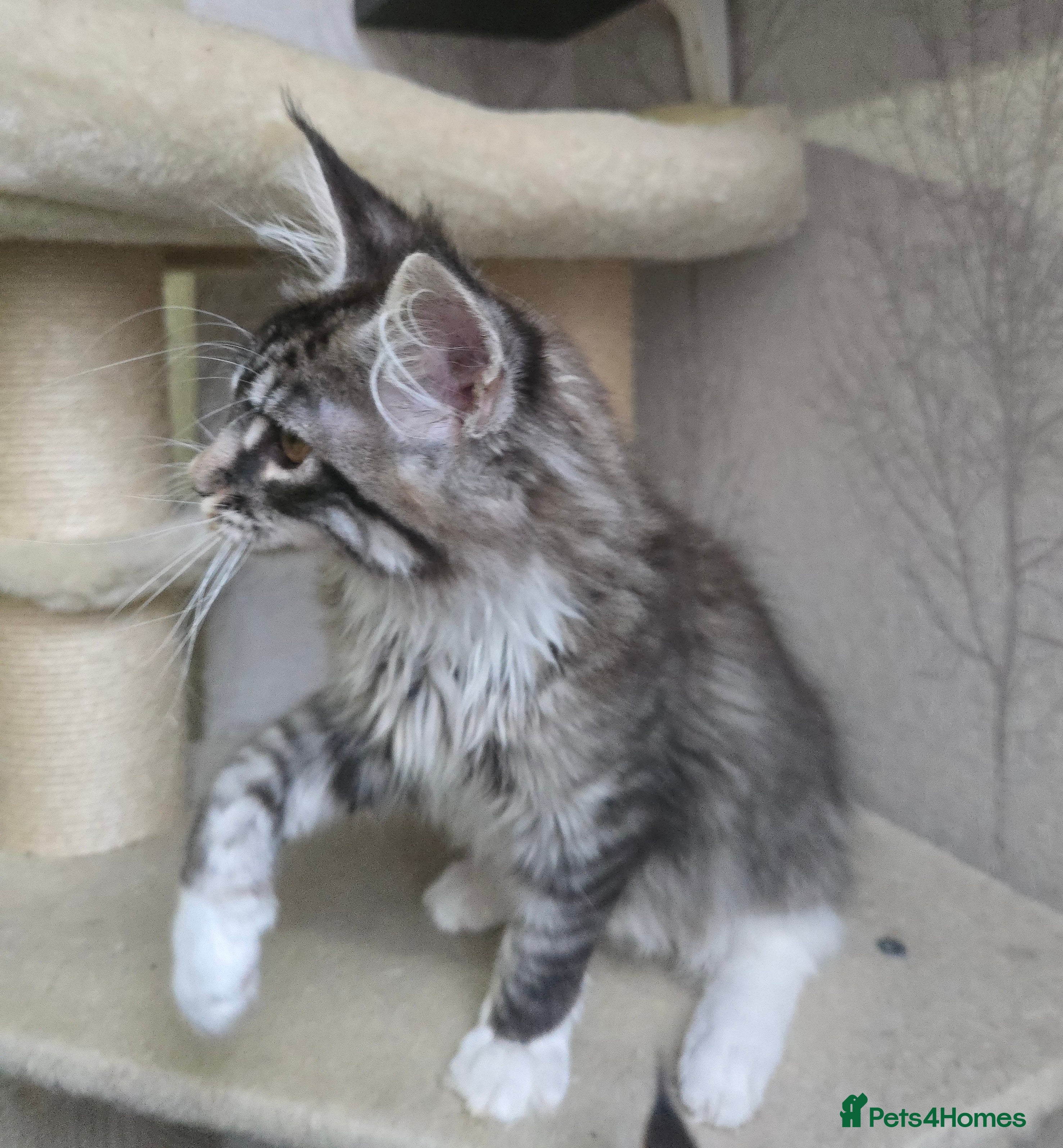 Maine Coon cats Stunning boy tica registered maine coon kitten - Advert 14