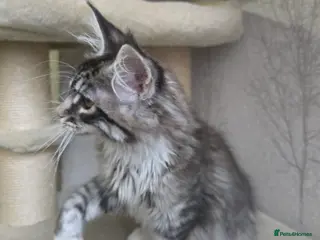 Maine Coon cats Stunning boy tica registered maine coon kitten - Advert 14