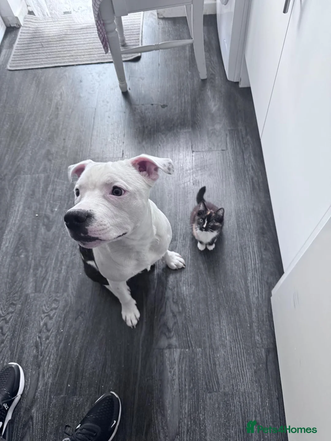 Staffordshire Bull Terrier dogs for stud: Staffordshire bull terrier  - Advert 2