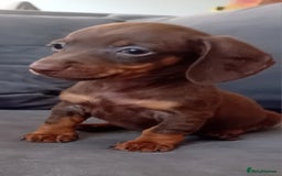 Miniature Dachshund dogs for sale: *READY TO GO* Miniature Daschund Puppies - Image 6
