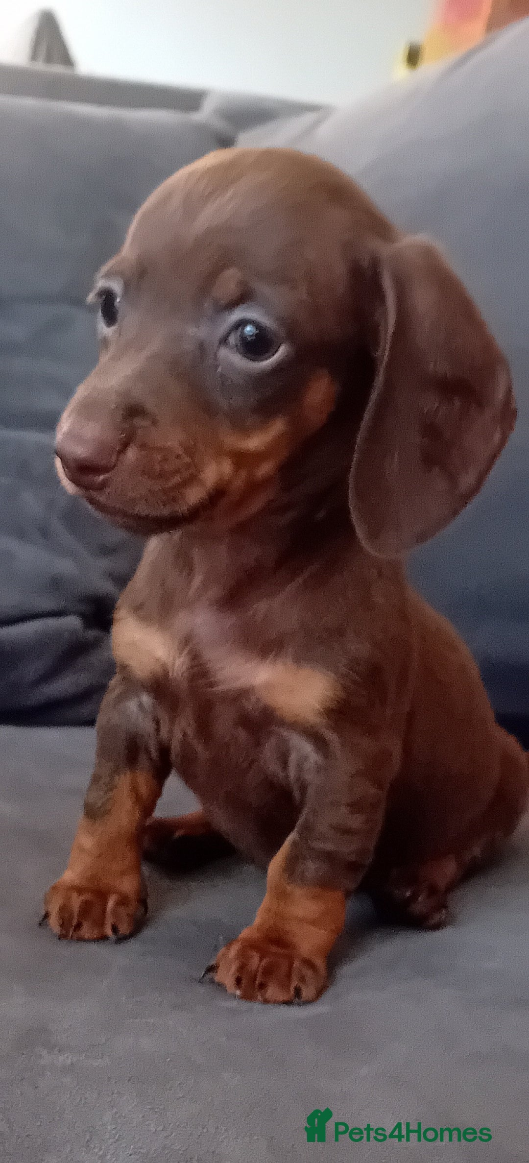 Miniature Dachshund dogs for sale: *READY TO GO* Miniature Daschund Puppies - Image 6