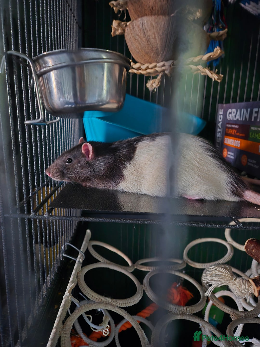 Rat rodents for sale: Three male rats & cage - Image 4
