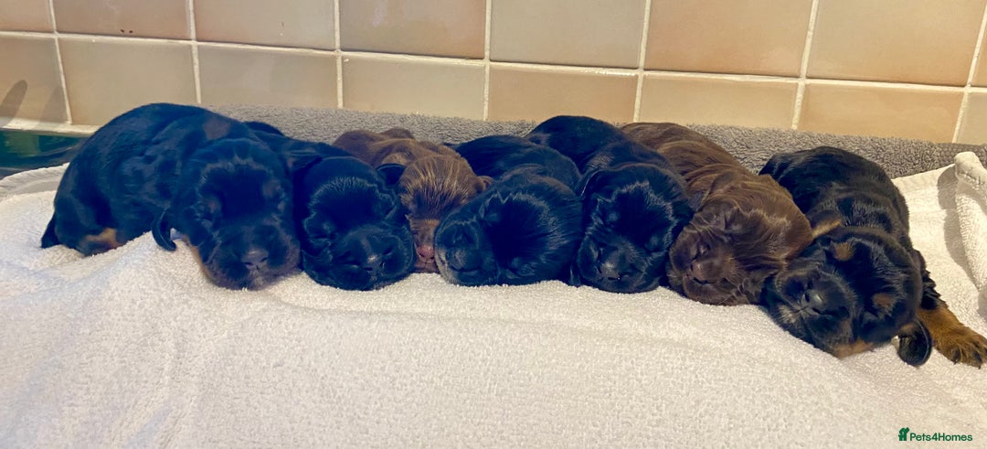 Cocker Spaniel dogs for sale: Working Cocker Spaniel Pups - Image 1