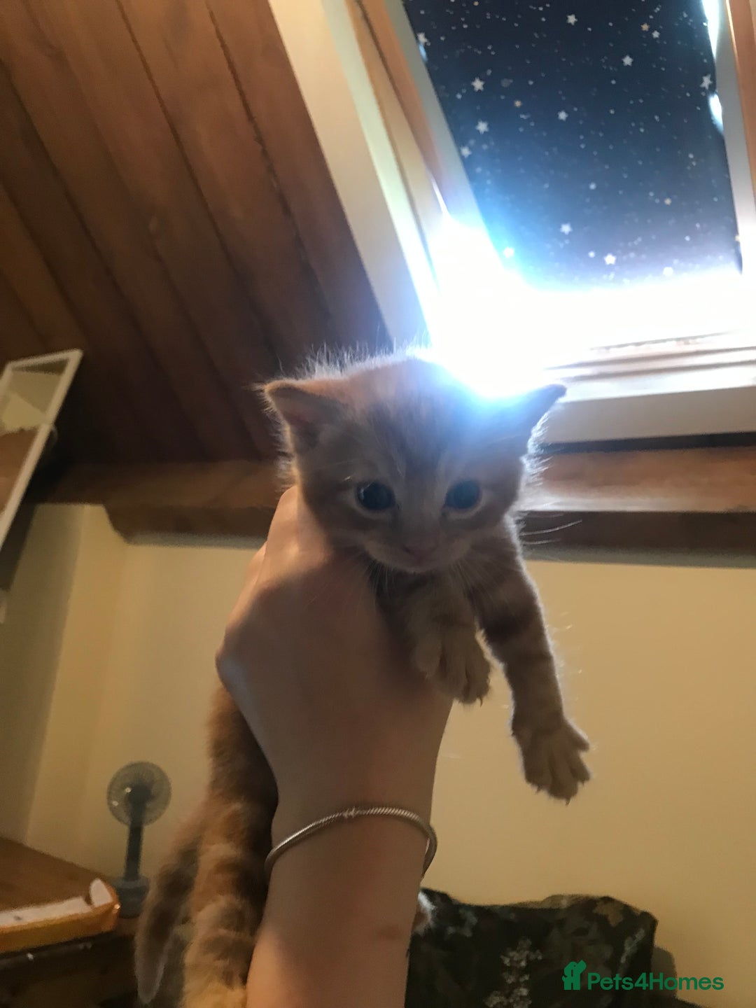 British Shorthair cats for sale: Looking for there forever homes  - Image 10