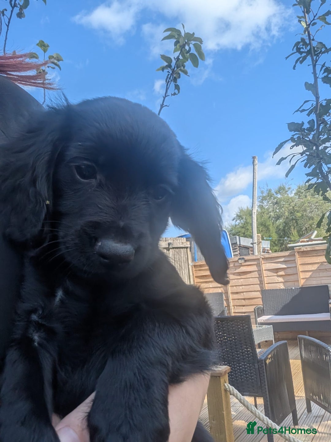 Cocker Spaniel dogs for sale: Working type cocker spaniel puppies  - Image 5