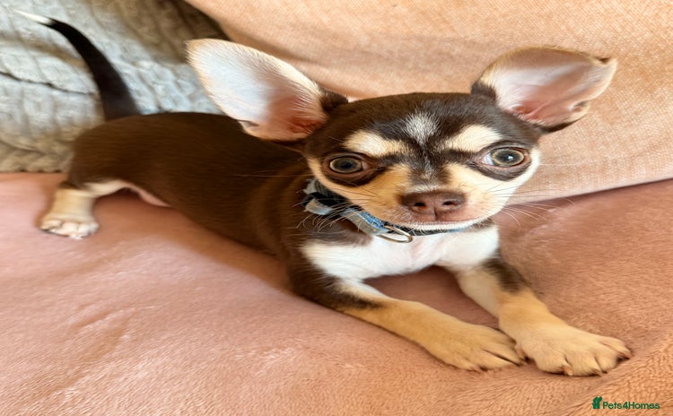 Chihuahua dogs - Advert 3