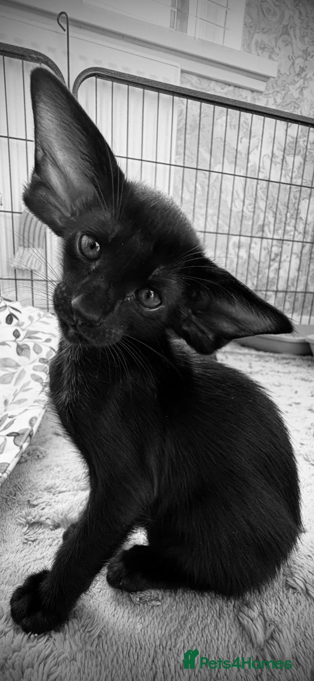 Oriental cats for sale: Male oriental kittens - Advert 2