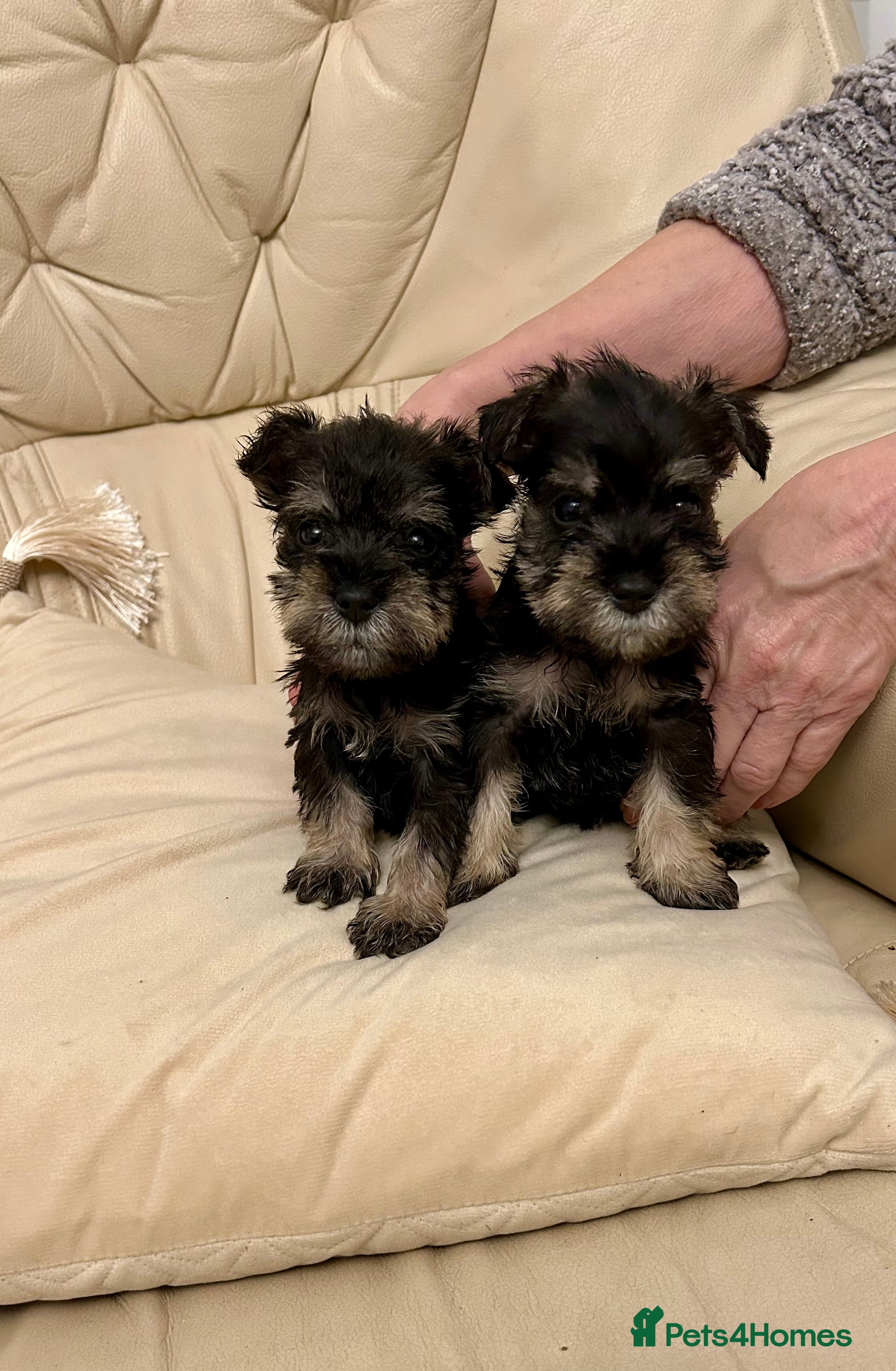 Miniature Schnauzer dogs Beautiful kc reg miniature schnauzers - Advert 1