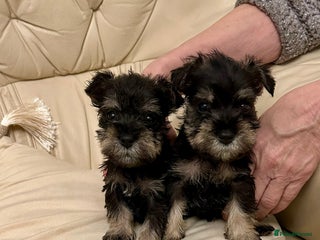 Miniature Schnauzer dogs Beautiful kc reg miniature schnauzers - Advert 2