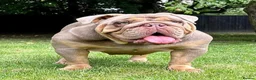 English Bulldog dogs for sale: Exceptional English Bulldog Puppies - Advert 3