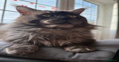 Maine Coon cats Maine Coon Stud (Russian line) in NOTTINGHAM  - Advert 6