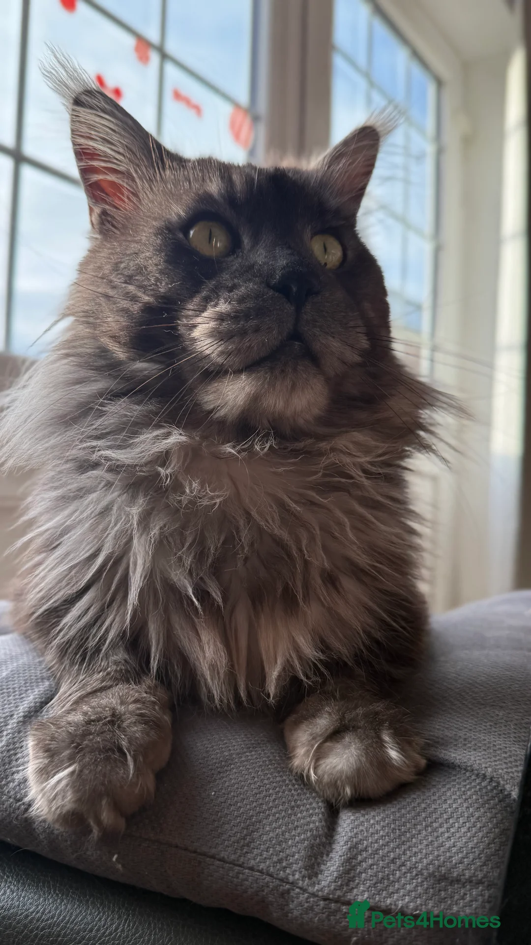 Maine Coon cats for stud: Maine Coon Stud (Russian line) in NOTTINGHAM  - Advert 3