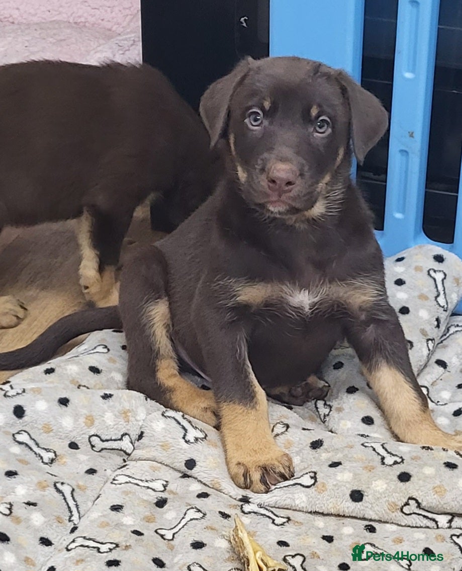 Mixed Breed dogs Males left shepherd x doberman  - Advert 1