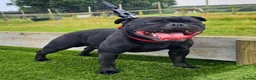 Staffordshire Bull Terrier dogs for sale: Luminastaffs & VaderBluStaf Last Pup Available - Advert 10