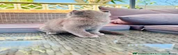 Scottish Fold cats for sale: ✨Kittens looking for forever home ✨ - Advert 33