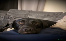 Mixed Breed dogs for sale: Black Lab/Staffy - Image 3