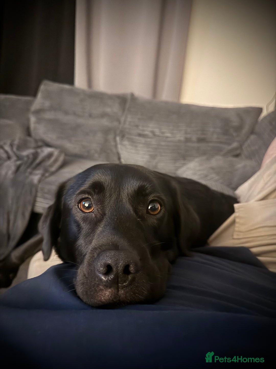 Mixed Breed dogs for sale: Black Lab/Staffy - Image 3
