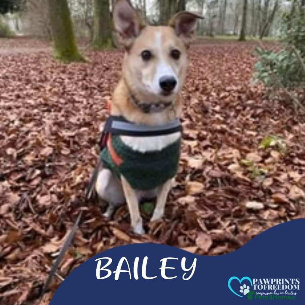 Mixed Breed dogs Meet Bailey, currently residing in Wilshire in Calne - Advert 14
