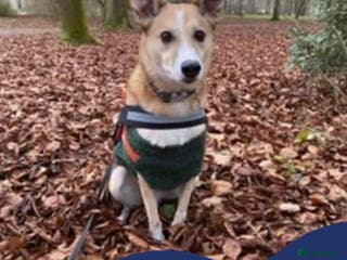 Mixed Breed dogs Meet Bailey, currently residing in Wilshire in Calne - Advert 17