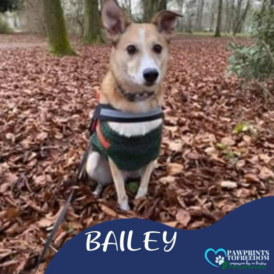 Mixed Breed dogs for adoption: Meet Bailey, currently residing in Wilshire in Calne - Advert 1