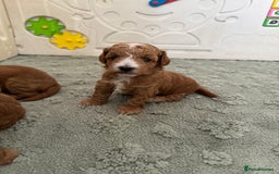 Cockapoo dogs for sale: Health tested Toy cockapoos. One girl left - Image 3
