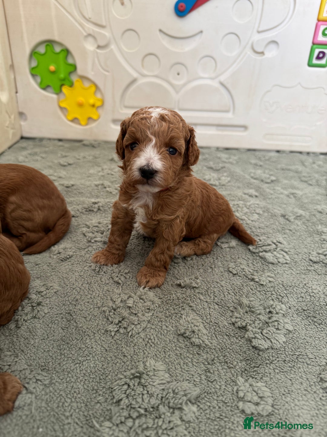 Cockapoo dogs for sale: Health tested Toy cockapoos. One girl left - Image 3