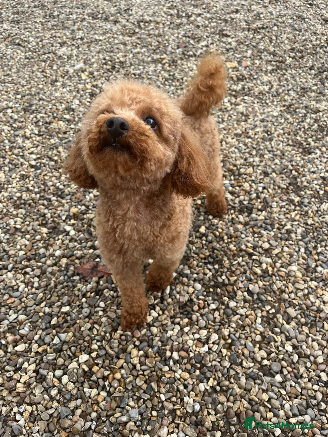 Toy Poodle dogs for stud: 🌹 RED TOY POODLE 9 INCH 2.8 KG HEALTH TESTED 🌹 in Romford - Advert 3