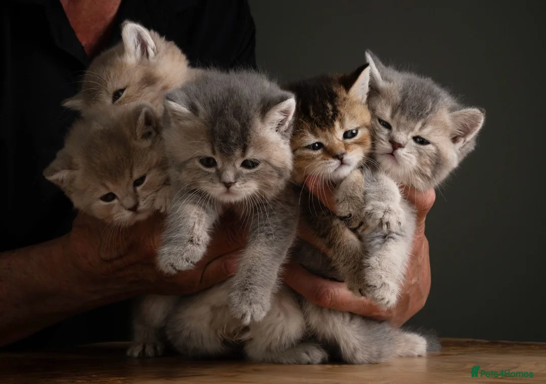 British Shorthair cats for sale: 5 Gorgeous Golden BSH Kittens Blue Fawn Chocolate - Advert 1