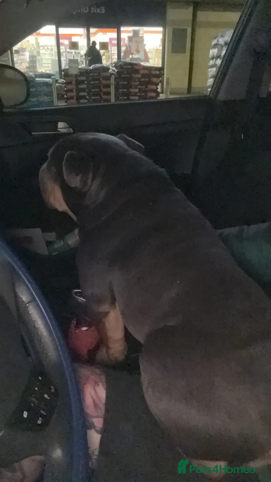 English Bulldog dogs for stud: English bulldog stud - Advert 2