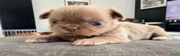 Chihuahua dogs for sale: Beautiful Chihuahua Puppies Available For Sale in Manchester - Advert 12