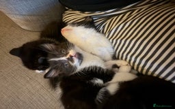 British Shorthair cats for sale: 5 gorgeous kittens - Image 3