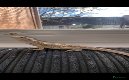 Bearded Dragon reptiles for sale: Bearded dragon  - Image 2