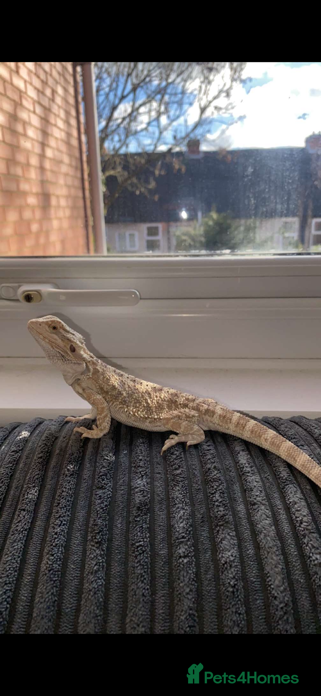 Bearded Dragon reptiles for sale: Bearded dragon  - Image 2