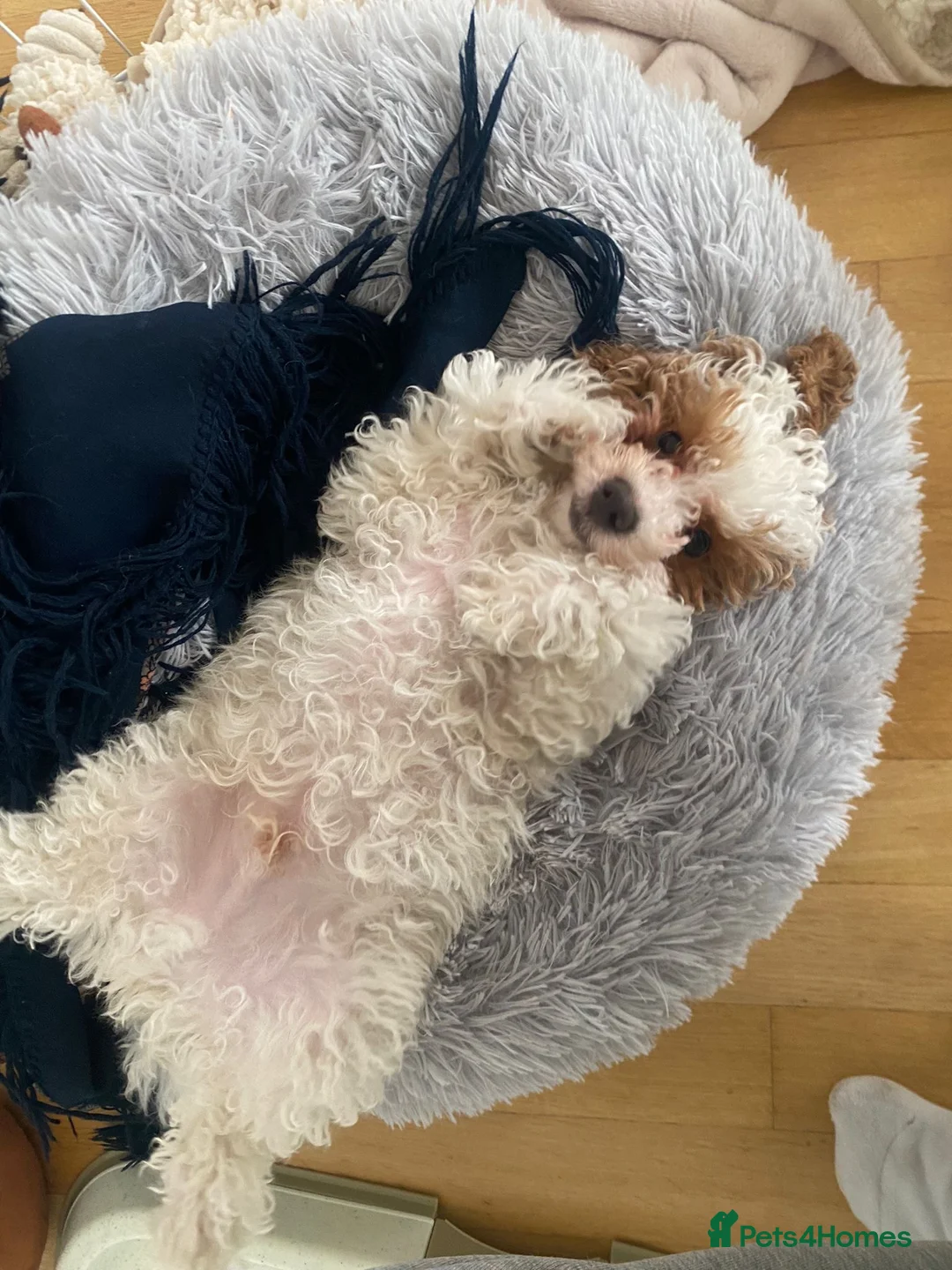 Maltipoo dogs for sale: Looking for a lovely family for 🐶 - Advert 5