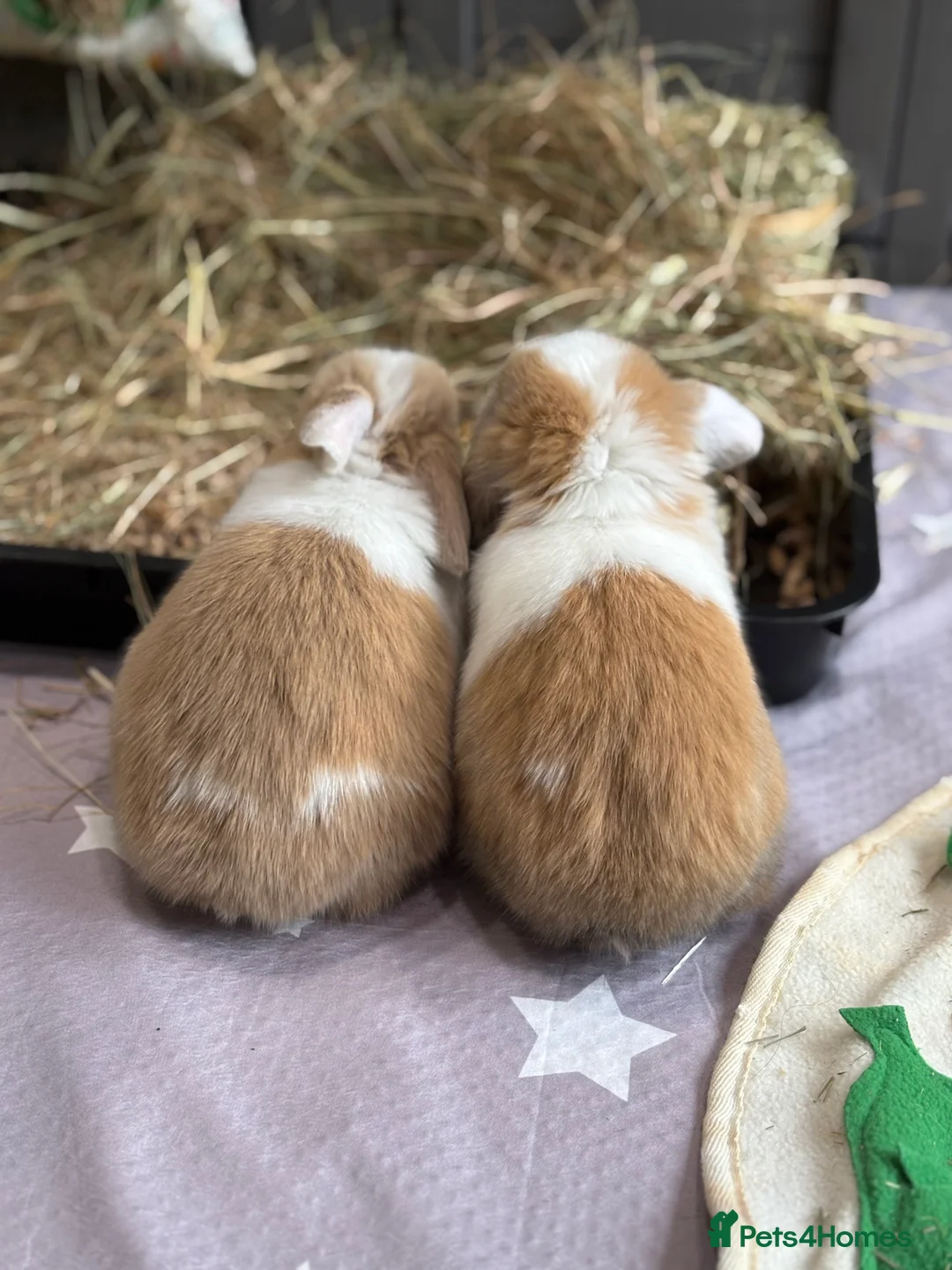Mini Lop rabbits for sale: 2 Pure Mini Lops - Available 27th Feb - Advert 4