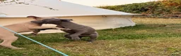 Whippet dogs for sale: Male whippet pup  - Advert 3