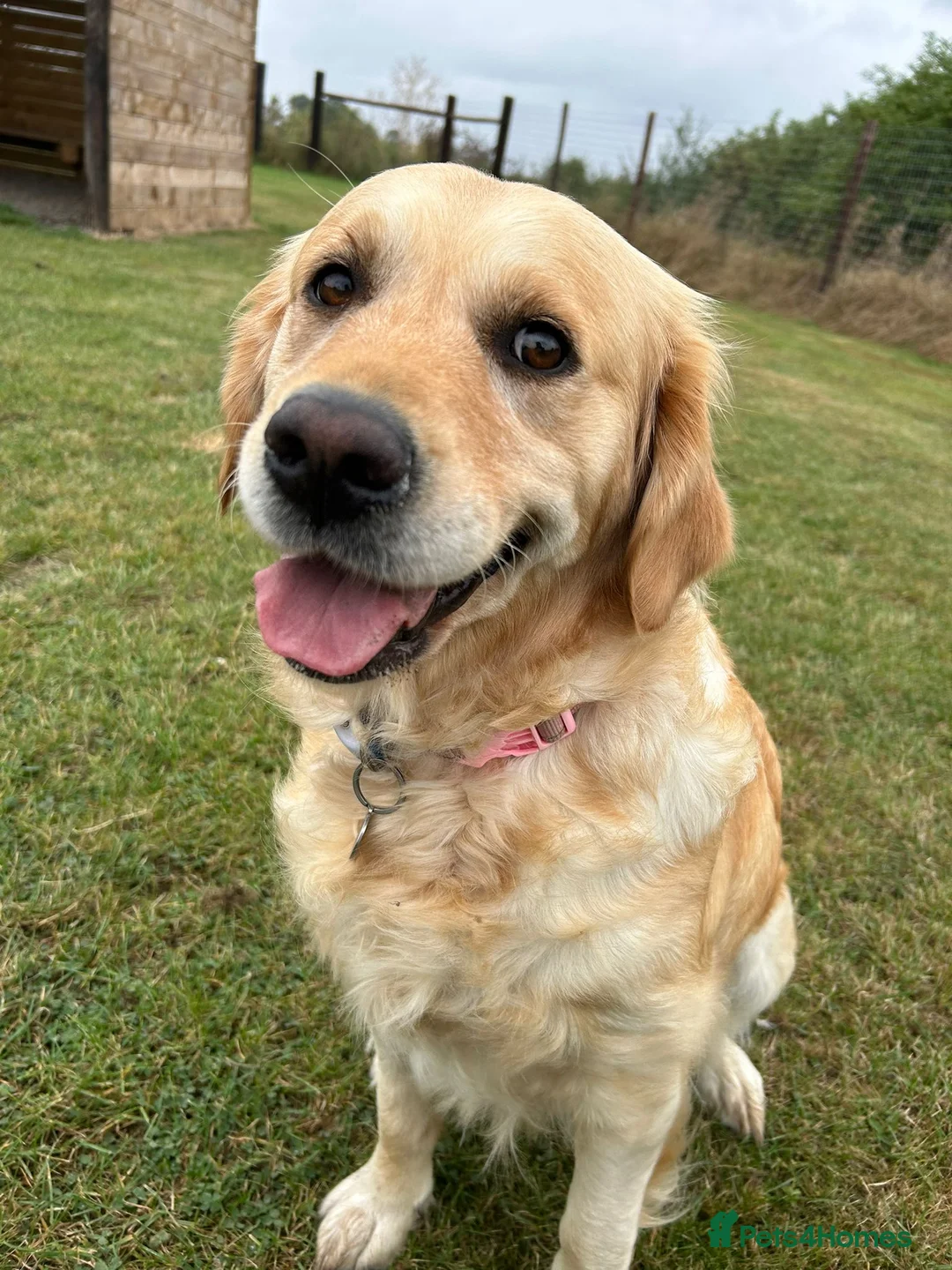 Golden Retriever dogs for sale: Beautiful KC registered pups for sale  in Thirsk - Advert 2